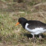 Huîtrier pie (Norvège)