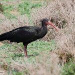 Ibis chauve (Tamri, Maroc)