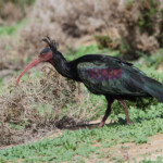 Ibis chauve (Tamri, Maroc)