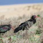 Ibis chauve (Tamri, Maroc)
