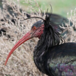 Ibis chauve (Tamri, Maroc)