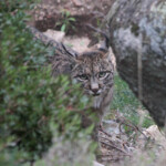 Lynx pardelle - Sierra Morena
