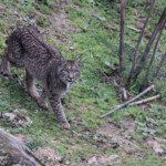 Lynx pardelle - Sierra Morena