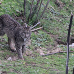 Lynx pardelle - Sierra Morena
