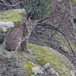 Lynx pardelle - Sierra Morena