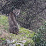Lynx pardelle - Sierra Morena