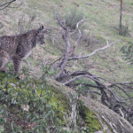 Lynx pardelle - Sierra Morena