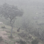 Lynx pardelle - Sierra Morena