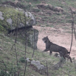 Lynx pardelle - Sierra Morena