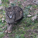 Lynx pardelle - Sierra Morena