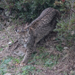 Lynx pardelle - Sierra Morena