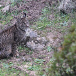 Lynx pardelle - Sierra Morena