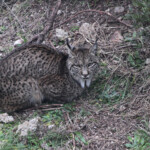 Lynx pardelle - Sierra Morena