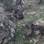 Lynx pardelle - Sierra Morena