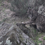 Lynx pardelle - Sierra Morena