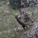 Lynx pardelle - Sierra Morena