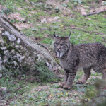 Lynx pardelle - Sierra Morena