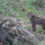 Lynx pardelle