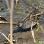 Marouette ponctuée (Hyères 83)