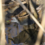 Marouette poussin (Hyères 83)