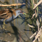 Marouette poussin (Hyères 83)
