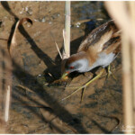 Marouette poussin (Hyères 83)