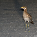 Œdicnème criard (Espagne)