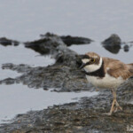 Petit gravelot (Camargue)
