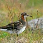 Phalarope à bec étroit (Islande)