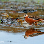 Phalarope à bec large (Islande)
