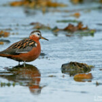 Phalarope à bec large (Islande)