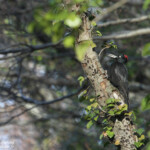 Pic noir (Sainte-Baume, 13)