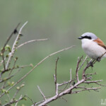 Pie-grièche écorcheur (Lozère)