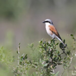 Pie-grièche écorcheur (Plaine des Maures, 83)