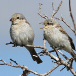 Pie-grièche écorcheur (Arménie)