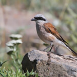 Pie-grièche écorcheur (Arménie)