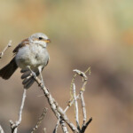 Pie-grièche écorcheur (Arménie)