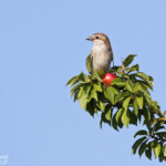 Pie-grièche écorcheur (Cuers, 83)