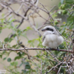 Pie-grièche à poitrine rose (Arménie)