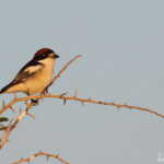 Pie-grièche à tête rousse (Espagne)