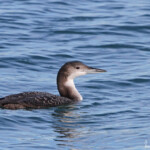 Plongeon imbrin (Juan les pins, 06)