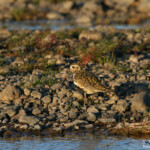 Pluvier doré (Islande)