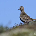 Pluvier doré (Norvège)