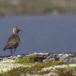 Pluvier doré (Norvège)