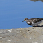Tournepierre à collier (Camargue)