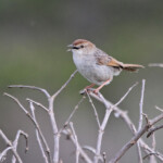 Cisticole à sonnettes (West Coast National Park, Afrique du Sud)