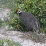 Pintade de Numidie (West Coast National Park, Afrique du Sud)