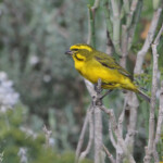 Serin de Sainte-Hélène (West Coast National Park, Afrique du Sud)
