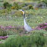 Héron mélanocéphale (West Coast National Park, Afrique du Sud)