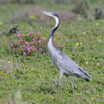 Héron mélanocéphale (West Coast National Park, Afrique du Sud)